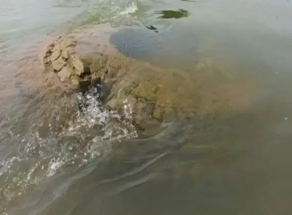 महानदी में डूब चुका था 500 साल पुराना मंदिर, अब फिर दिए दर्शन