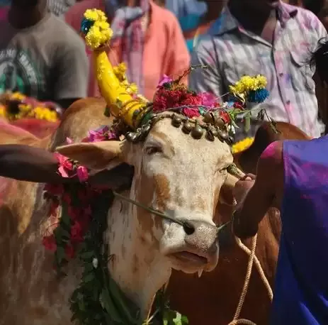 तमिलनाडु: अलागुमलाई में जल्लीकट्टू के दौरान 62 लोग घायल