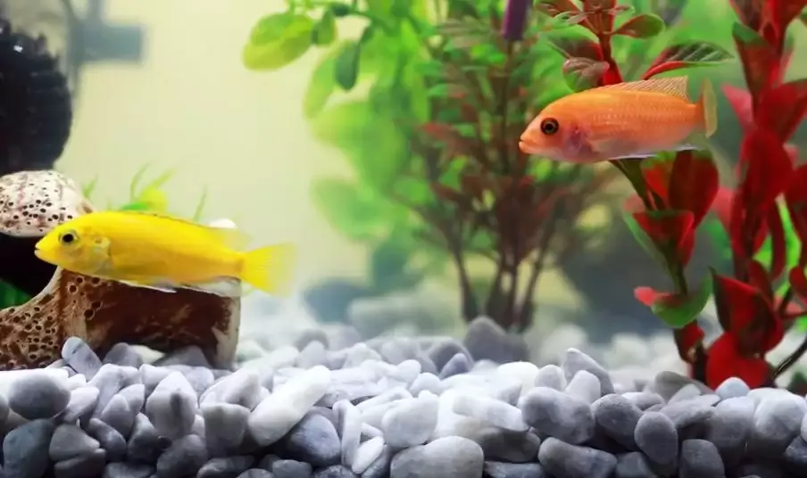 चेन्नई: लॉकडाउन में चमका, अब मंदा पड़ा एक्वेरियम का धंधा