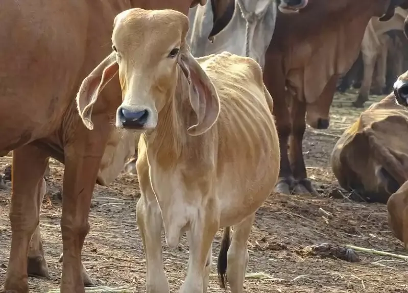 उच्च न्यायालय ने कर्नाटक सरकार से पूछा- आप गोशालाएं कब शुरू कर रहे हैं?