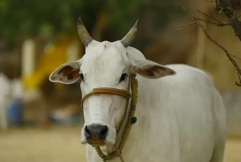 अगर देसी गाय पालेंगे तो यह राज्य सरकार देगी हर साल हज़ारों रुपए!