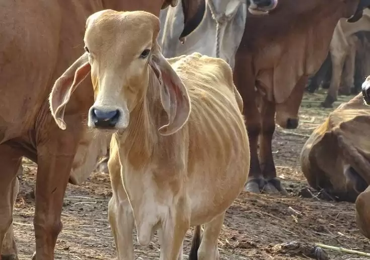 राजस्‍थानः पशुओं पर कहर बरपा रही पाकिस्तान से आई यह बीमारी, सैकड़ों गायों की मौत