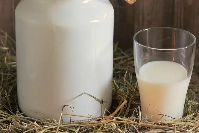 लंपी रोग से पीड़ित पशु का दूध मनुष्य के लिए कितना सुरक्षित या खतरनाक?